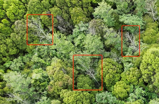 自動(dòng)作業(yè)巡林，AI 智能識(shí)別煙點(diǎn)丨大疆機(jī)場(chǎng) 2 守護(hù)千年古柏